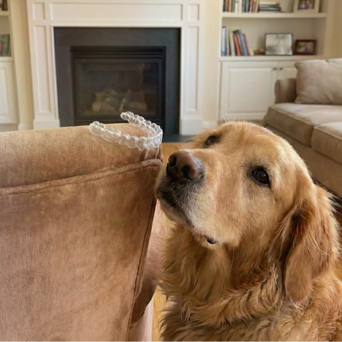 The Dog Ate It